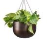 Epipremnum Aureum - Golden Pothos
