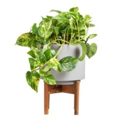 Epipremnum Aureum - Golden Pothos -Hortology Shop Epipremnum aureum Golden Pothos 20x40cm Vigo Plant Pot with Wooden Stand Concrete Grey 24x33cm 2e74e52b 4d28 4083 b4cf d8db4aefb481