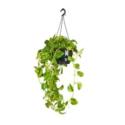 Epipremnum Aureum - Golden Pothos -Hortology Shop Epipremnum aureum Golden Pothos 25x60cm 2