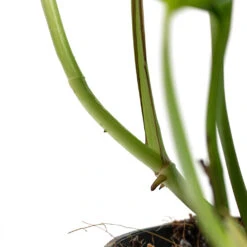 Epipremnum Aureum - Golden Pothos -Hortology Shop Epipremnum aureum Golden Pothos Aerial Root