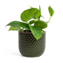 Epipremnum Aureum - Golden Pothos -Hortology Shop Epipremnum aureum Golden Pothos Bolino Plant Pot Green c6410fef c168 40bd acd7 2b80ed5cdba0