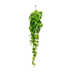 Epipremnum Aureum - Golden Pothos -Hortology Shop Epipremnum aureum Golden Pothos Long Trails