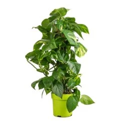Epipremnum Aureum - Golden Pothos - Moss Pole -Hortology Shop Epipremnum aureum Golden Pothos Moss Pole 17x60cm