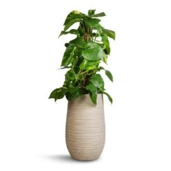 Epipremnum Aureum - Golden Pothos - Moss Pole -Hortology Shop Epipremnum aureum Golden Pothos Moss Pole 17x60cm Dune Partner Planter Oat 25x40cm