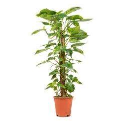 Epipremnum Aureum - Golden Pothos - Moss Pole -Hortology Shop Epipremnum aureum Golden Pothos Moss Pole 19x90cm
