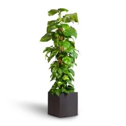 Grigio Cube Planter - Anthracite Concrete 15 Grigio Cube Planter - Anthracite Concrete -Hortology Shop Epipremnum aureum Golden Pothos Moss Pole 24x120cm Grigio Cube Planter Rusty Iron Concrete 30x30x30cm 7ea8449a 6e14 4a3f b18c b9ecc5aacef4