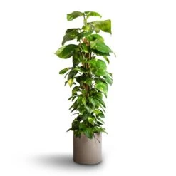 Max Refined Planter - Clouded Grey -Hortology Shop Epipremnum aureum Golden Pothos Moss Pole 24x120cm Max Refined Planter Clouded Grey 29x29.5cm f21335a2 694a 468c 996a db45501a5296
