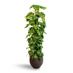 Epipremnum Aureum - Golden Pothos - Moss Pole -Hortology Shop Epipremnum aureum Golden Pothos Moss Pole 24x120cm Mini Orb Kevan Plant Pot Ash Brown 32x28cm 8a081cd4 c511 43b3 847a 3250e8bc3c6f