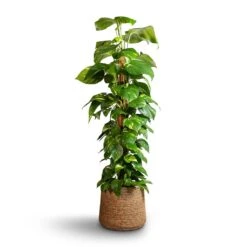 Patt Plant Pot - Straw Grass -Hortology Shop Epipremnum aureum Golden Pothos Moss Pole 24x120cm Patt Plant Pot Straw Grass 35x30cm edc1b824 4d79 4e81 ab4c 7b85037d384f