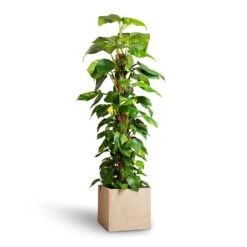 Raindrop Cube Planter - Stone -Hortology Shop Epipremnum aureum Golden Pothos Moss Pole 24x120cm Raindrop Cube Planter Stone 30x30x27cm 25ab2f0c 2121 4b5a b2ea c3e4d4028914