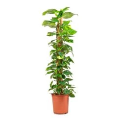 Epipremnum Aureum - Golden Pothos - Moss Pole -Hortology Shop Epipremnum aureum Golden Pothos Moss Pole 24x130cm