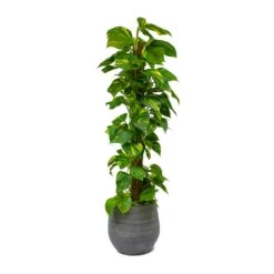 Esra Plant Pot - Mystic Grey -Hortology Shop Epipremnum aureum Golden Pothos Moss Pole Esra Mystic Grey Plant Pot