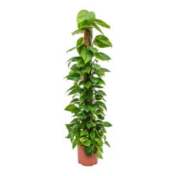 Epipremnum Aureum - Golden Pothos - Moss Pole -Hortology Shop Epipremnum aureum Golden Pothos Moss Pole Tall