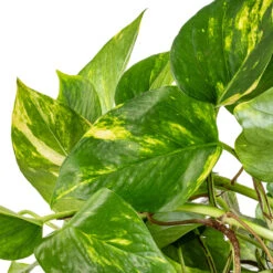 Epipremnum Aureum - Golden Pothos -Hortology Shop Epipremnum aureum Golden Pothos SWATCH