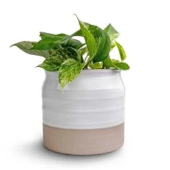 Epipremnum Aureum - Marble Queen Pothos 14 Epipremnum Aureum - Marble Queen Pothos -Hortology Shop Epipremnum aureum Marble Queen Pothos 12x20 Puro Ripple Plant Pot White 17x16cm2 94f2cdcb a0cc 49bd 9073 03f7f3dba1d7