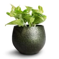 Epipremnum Aureum - Marble Queen Pothos 11 Epipremnum Aureum - Marble Queen Pothos -Hortology Shop Epipremnum aureum Marble Queen Pothos 12x20cm Noor Plant Pot Velvet Green 16x13cm