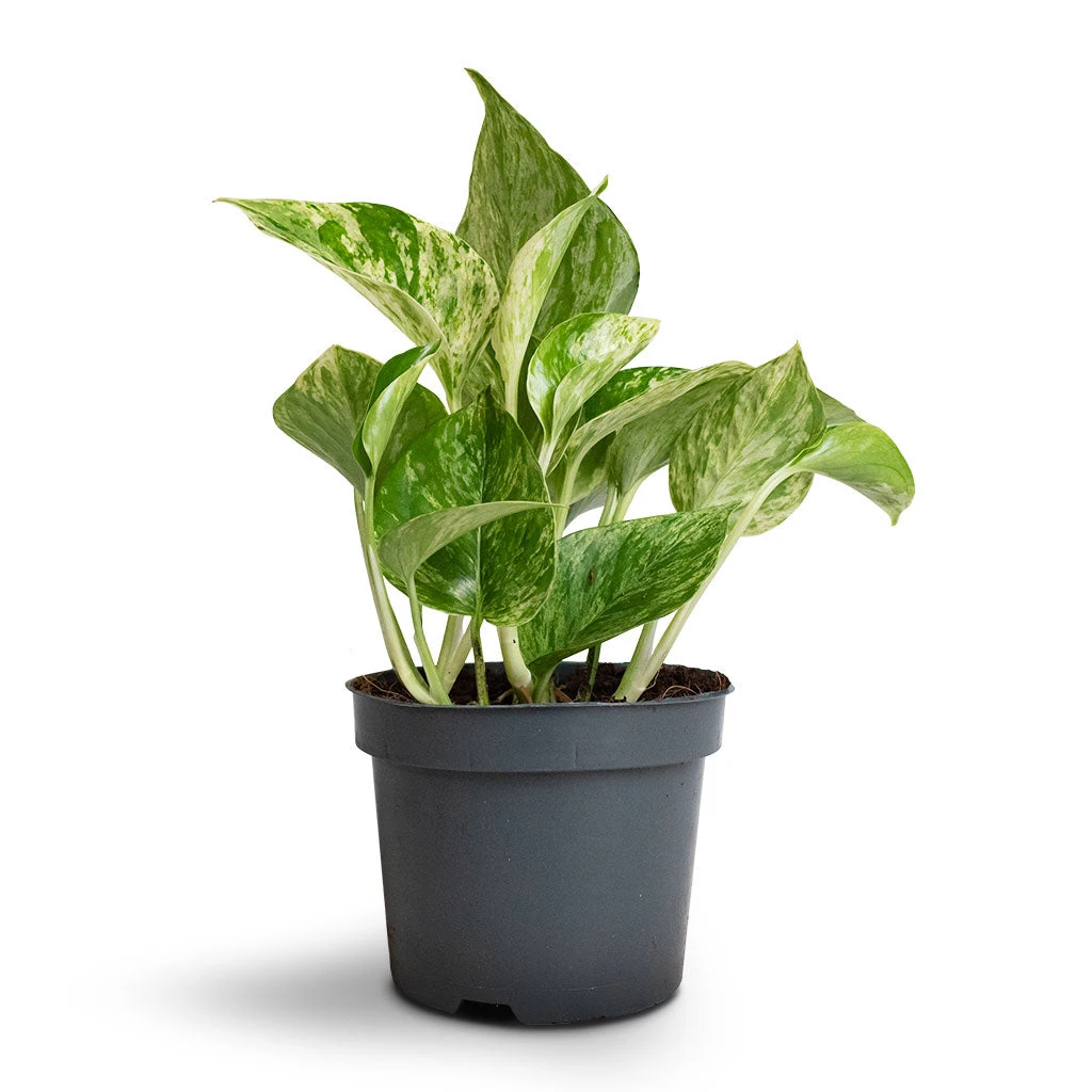 Epipremnum Aureum - Marble Queen Pothos 5 Epipremnum Aureum - Marble Queen Pothos - Image 5