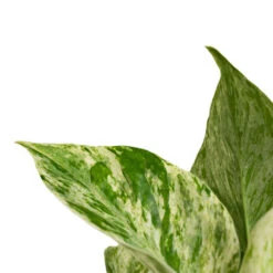 Epipremnum Aureum - Marble Queen Pothos 10 Epipremnum Aureum - Marble Queen Pothos -Hortology Shop Epipremnum aureum Marble Queen Pothos Close