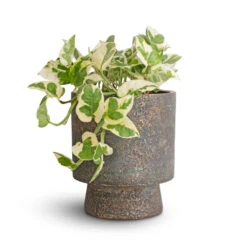 Aily Plant Pot - Earth Cement -Hortology Shop Epipremnum aureum NJoy Pothos 12x15cm Aily Plant Pot Anthracite 17x20cm 5b9b2088 d61c 4526 adf5 9d9cefcac705