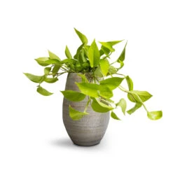 Noor Plant Vase - Metallic Grey -Hortology Shop Epipremnum aureum Neon Golden Neon Pothos 15x40cm Noor Plant Vase Metallic Grey 23x36cm