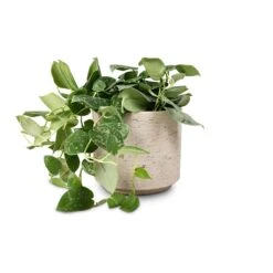 Novi Plant Pot - Grey Washed -Hortology Shop Epipremnum pictum Silvery Ann Satin Pothos 14x35cm Novi Plant Pot Grey Washed 18x15.5cm