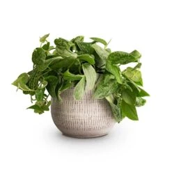 Ryan Plant Pot - White Black -Hortology Shop Epipremnum pictum Silvery Ann Satin Pothos 14x35cm Ryan Plant Pot White Black 18x16cm