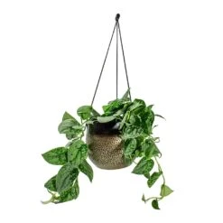 Mya Hanging Planter - Deep Champagne -Hortology Shop Epipremnum pictum Silvery Ann Satin Pothos Mya Hanging Planter Deep Champagne d1295d44 cc33 4851 a8e1 e251c903e262