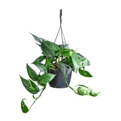 Epipremnum Pinnatum - Cebu Blue Pothos 11 Epipremnum Pinnatum - Cebu Blue Pothos -Hortology Shop Epipremnum pinnatum Cebu Blue Pothos 15x35cm 2