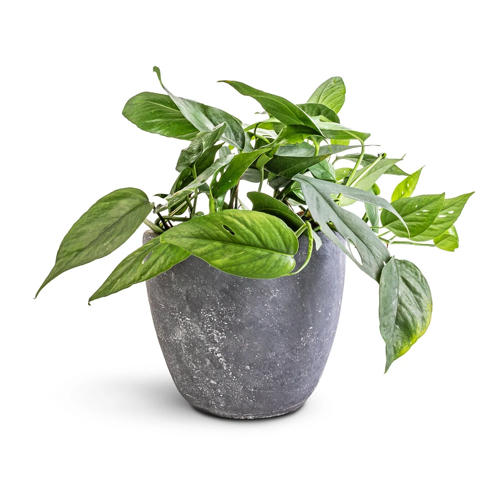 Epipremnum Pinnatum - Cebu Blue Pothos 1 Epipremnum Pinnatum - Cebu Blue Pothos