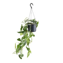 Epipremnum Pinnatum - Cebu Blue Pothos 13 Epipremnum Pinnatum - Cebu Blue Pothos -Hortology Shop Epipremnum pinnatum Cebu Blue Pothos 17x40cm