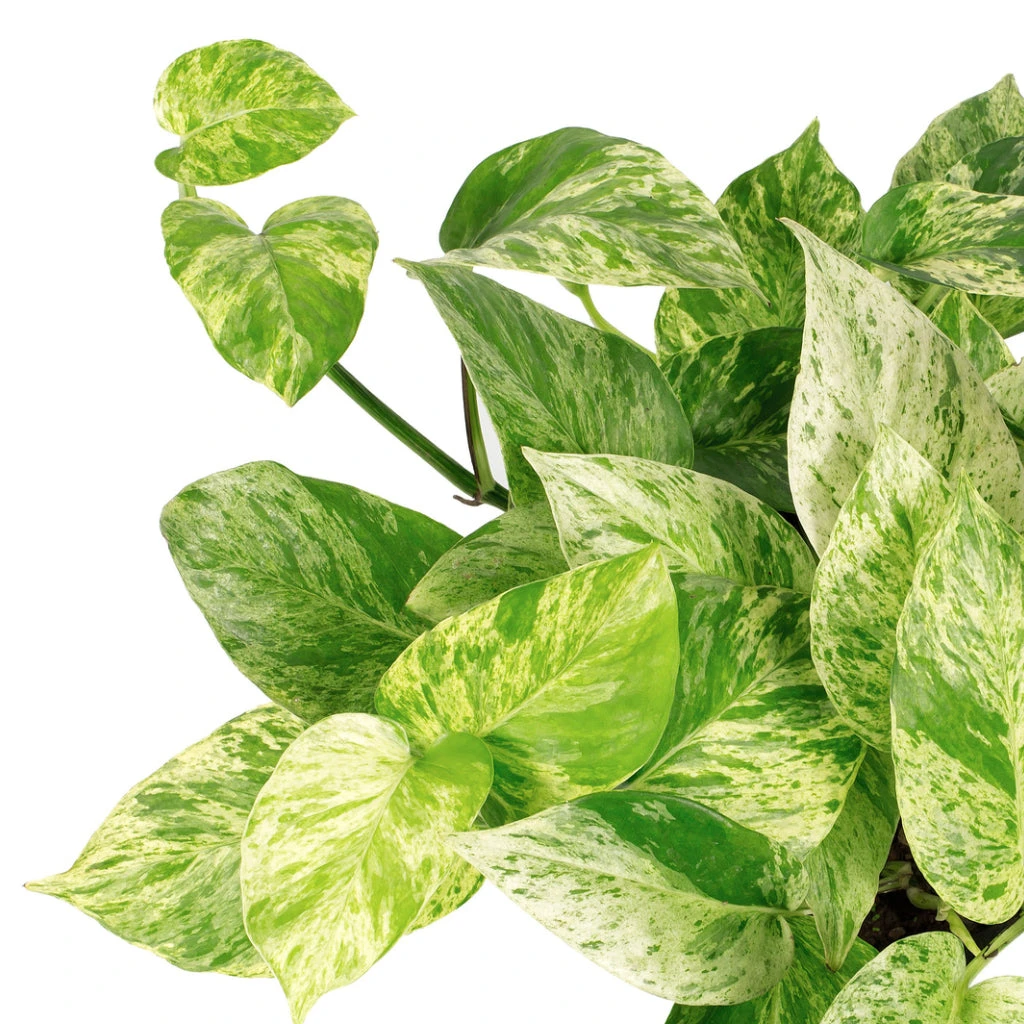 Epipremnum Aureum - Marble Queen Pothos 2 Epipremnum Aureum - Marble Queen Pothos - Image 2