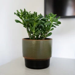 Erik Plant Pot - Dark Olive 18 Erik Plant Pot - Dark Olive -Hortology Shop Erik Olive 2