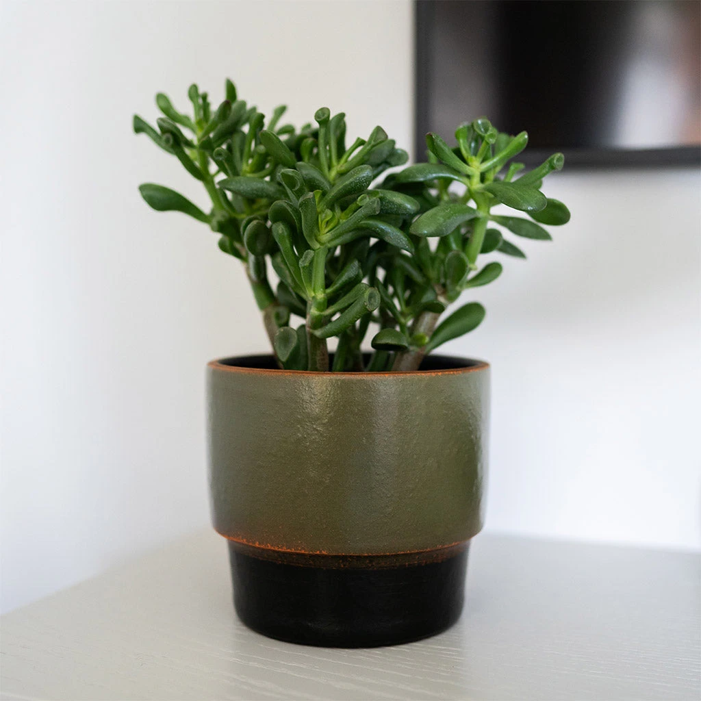 Erik Plant Pot - Dark Olive 9 Erik Plant Pot - Dark Olive - Image 9
