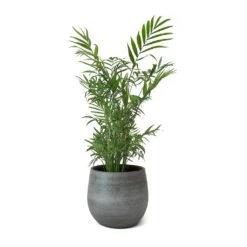 Esra Plant Pot - Mystic Grey -Hortology Shop Esra Plant Pot Mystic Grey Chamaedorea elegans Parlour Palm