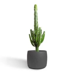 Mini Valerie Plant Pot - Black Washed 18 Mini Valerie Plant Pot - Black Washed -Hortology Shop Euphorbia erytrea Desert Cactus 24x90cm Mini Valerie Plant Pot Black Washed 36x28cm 2 b18f8118 d506 4f28 be41 9de11feea315