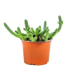 Euphorbia Flanaganii - Medusa Plant -Hortology Shop Euphorbia flanaganii Medusa Plant