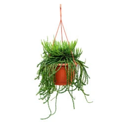 Euphorbia Flanaganii - Medusa Plant -Hortology Shop Euphorbia flanaganii Medusa Plant 50cm