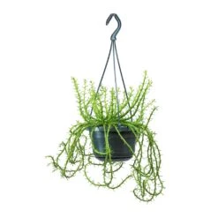 Euphorbia Flanaganii - Medusa Plant -Hortology Shop Euphorbia flanaganii Medusa Plant Large 0b1fb7ed db6e 40b8 b7e5 a81accee906b