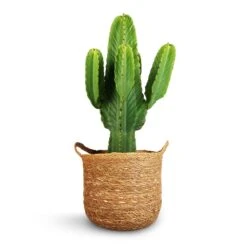 Euphorbia Ingens - Candelabra Tree 13 Euphorbia Ingens - Candelabra Tree -Hortology Shop Euphorbia ingens Candelabra Tree 24x70cm Nelis Plant Basket Natural 28x27cm 1