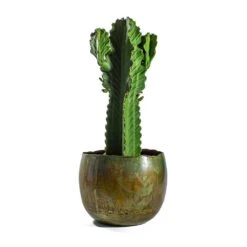 Euphorbia Ingens - Candelabra Tree 15 Euphorbia Ingens - Candelabra Tree -Hortology Shop Euphorbia ingens Candelabra Tree Ellen Metal Plant Pots Set of 3 Vintage Green