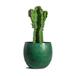 Euphorbia Ingens - Candelabra Tree 11 Euphorbia Ingens - Candelabra Tree -Hortology Shop Euphorbia ingens Candelabra Tree Famke Metal Plant Pots Set of 3 Old Blue