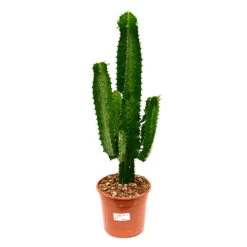 Euphorbia Tetra -Hortology Shop Euphorbia tetra 55cm