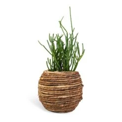 Euphorbia Tirucalli - Pencil Cactus -Hortology Shop Euphorbia tirucalli Pencil Cactus 15x35cm Lida Plant Basket Natural 24x20cm 910626ea db7d 4499 9efb 066d6a864452