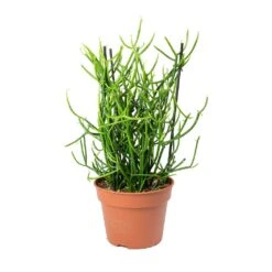 Euphorbia Tirucalli - Pencil Cactus -Hortology Shop Euphorbia tirucalli Pencil Cactus