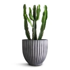 Lagos Plant Pot - Anthracite -Hortology Shop Euphorbia triangularis 14x40cm Lagos Plant Pot Anthracite 20x20cm 290bf94e 9038 4a7f ab61 7788f44c5b60