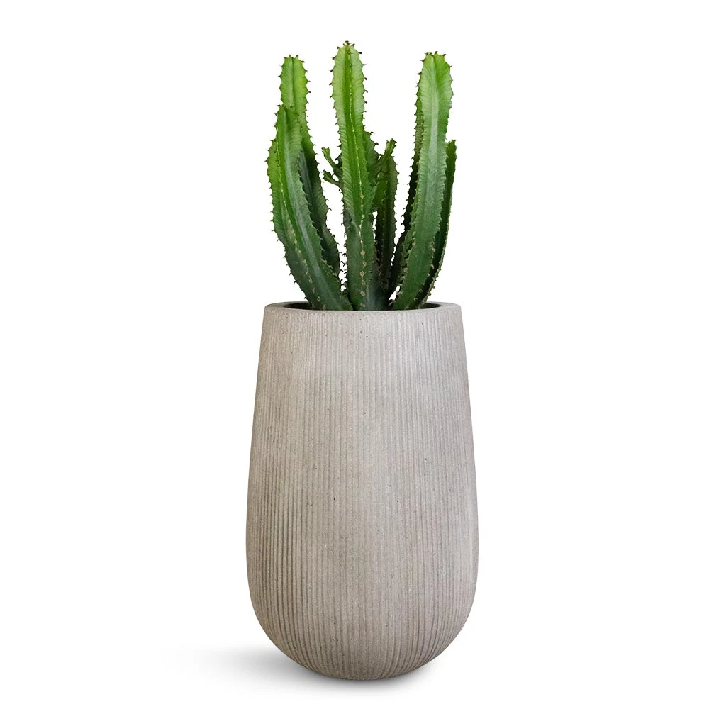Patt High Plant Vase - Ridged Cement 8 Patt High Plant Vase - Ridged Cement - Image 8