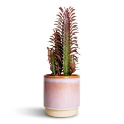 Hortology Shop -Hortology Shop Euphorbia trigona rubra African Milk Tree 12x30cm Copenhagen Plant Pot Pink 135x14cm