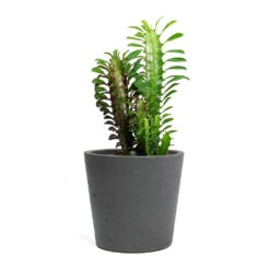 Mini Bucket Plant Pot - Black Washed -Hortology Shop Euphorbia trigona rubra African Milk Tree Mini Bucket Plant Pot Black Washed