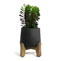 Patt Plant Pot - Low Stand - Black Washed -Hortology Shop Euphorbia trigona rubra African Milk Tree Patt Plant Pot Low Stand Black Washed