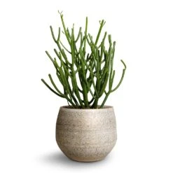 Noor Plant Pot - Metallic Grey -Hortology Shop Euphorbie tirucalli Pencil Cactus 15x35cm Noor Plant Pot Metallic Grey 19x16cm